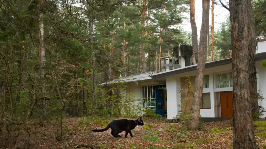 숲속의 낡은 집 그리고 고양이